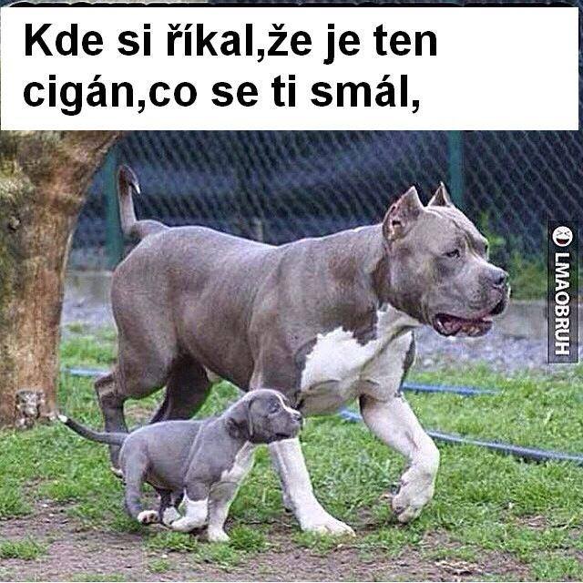 cikán.jpg cikán.jpg
