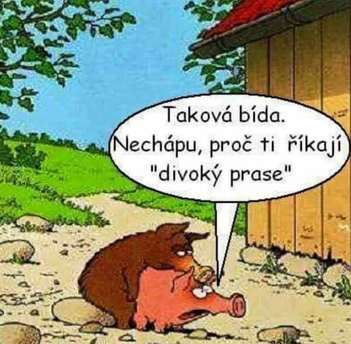 divočák.jpg